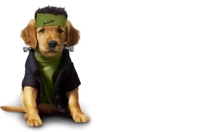 Funny Dog Funny Dog Pictures Hd – Finehdwallpaperr.com