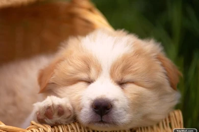 YouWall   Cute Dog Wallpapers   Wallpaper,wallpapers,free Wallpapers ...