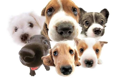 Funny Dog Wallpapers Free   Free Android Application   Createapk.com