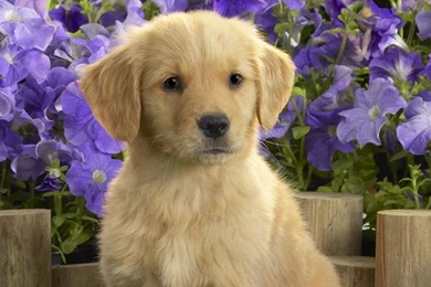 Dog Wallpapers 1280x800 Wallpapers,other 1280x800 Wallpapers ...