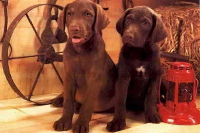 Dogs Wallpapers   Crazy Frankenstein