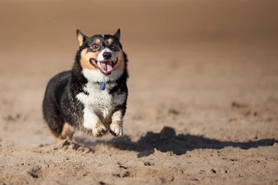 Dog Wallpapers, Animal Background Images, Free Images, Pets, Dog ...