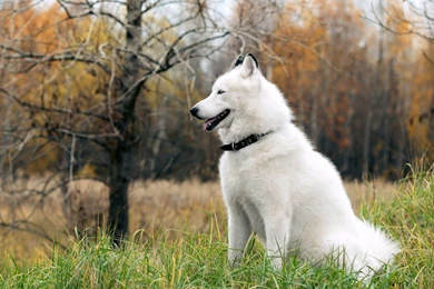 White Alaskan Malamute Dog Wallpapers Free