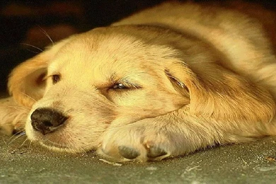 B24934d6971afe47c54c2a65a4f8f0d5 Dog Wallpapers