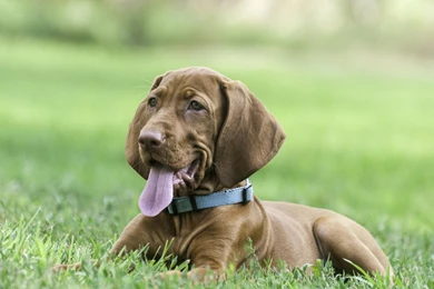 Cool Animals, Dog Desktop Images, Hd Dog Images, Download Dog ...