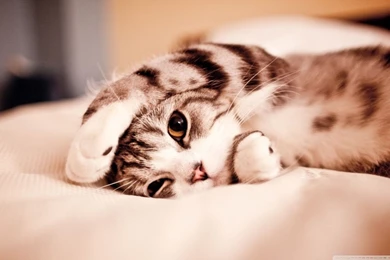 Funny Lazy Cat HD Desktop Wallpapers : Widescreen : High Definition ...