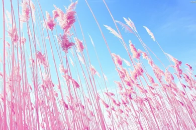 Macbook   Wallpapers