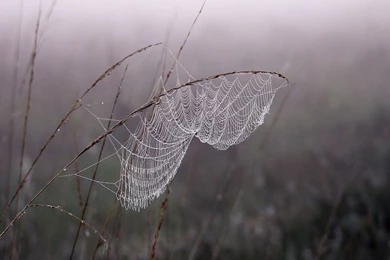 Cobweb Dew Fog MacBook Pro Wallpapers HD