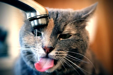 Funny Cat Funny Cat Images Hd – Finehdwallpaperr.com