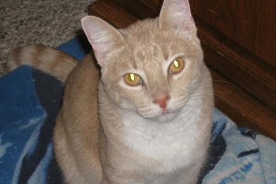 Cute Cat Wallpapers, Hairy Animals, Pussycat Photos, Funny Cat ...