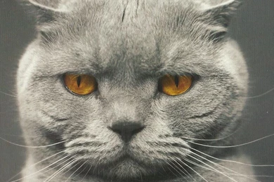 Cute Cat Wallpapers, Lovely Animals, Kitten Images, Hairy Animals ...