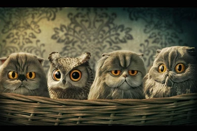 Wallpapers Strange Funny Weird Crazy Absurd Awesome Hi Quality