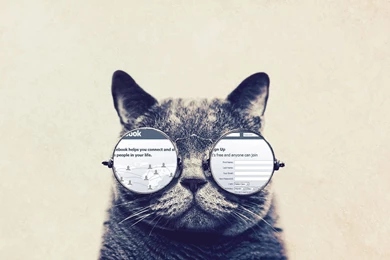 Funny Cat With Big Glasses HD Wallpapers