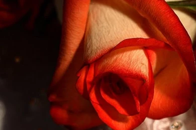 Here Are The Top 10 Best iPhone 5 Wallpapers