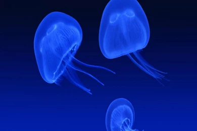 Cool Blue JellyFish Wallpapers, Cool Blue JellyFish Myspace ...