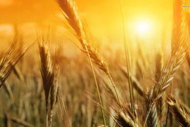 Wheat In The Sun Wallpapers   Photography Wallpapers