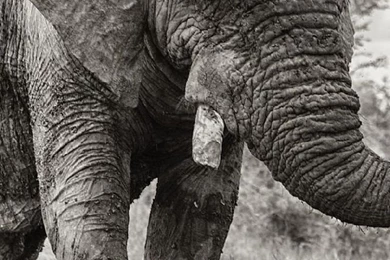 Elephant Free Iphone Wallpapers