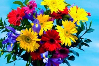 Elephant Wallpapers For iPhone 5