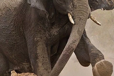 Elephant Vs Hyenas iPhone 5 Wallpapers