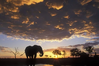 Elephant Silhouetted Wallpapers