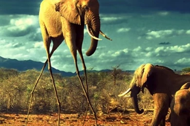 Wtf Elephant iPhone 5 Wallpapers