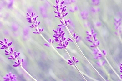 Lavender Flower Images And Wallpapers Download