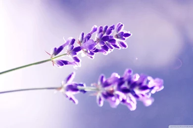 Lavender Flower Wallpapers   HD Wallpapers Pretty