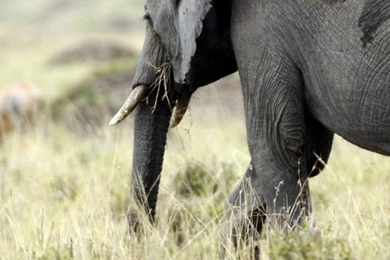 iPhone 6 Elephant Wallpapers HD, Desktop Backgrounds 750x1334