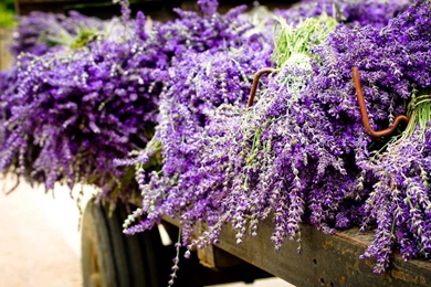 Purple Lavender Flower Wallpapers PC