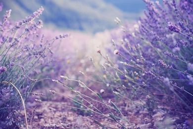 Flower Garden Images And Wallpapers Download