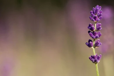 Lavender Wallpapers   Flower Wallpapers