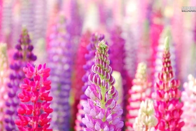 Lavender Wallpapers   Flower Wallpapers