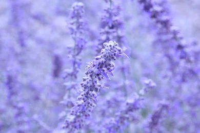 Lavender Wedding Flowers   Wallpaper.