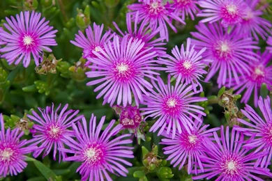 Lavender Flower Wallpapers » WallDevil   Best Free HD Desktop And ...