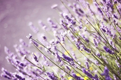 Flowers Pictures Free Download Download