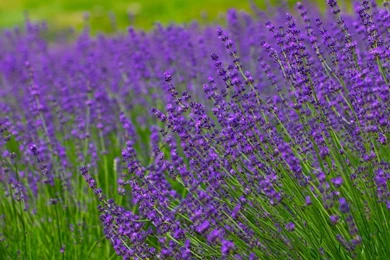 Lavender Wallpapers   Flower Wallpapers