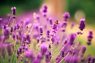 Lavender Flower   Wallpapers