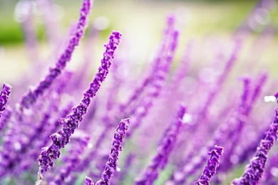 Violet Flower Images And Wallpapers Download