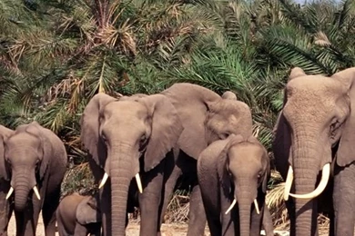 Lots Elephants Iphone 4 Wallpapers Free 640x960 Hd Apple Iphone ...