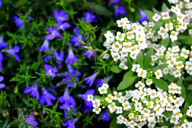 Lavender And White Flower Wide Wallpapers