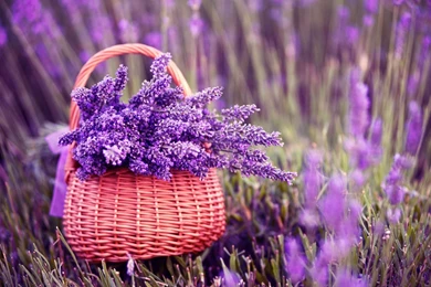 Purple Lavender Flower In Basket Wallpapers HD For Desktop