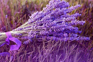 Download Wallpapers 2048x2048 Lavender, Flower, Ribbon, Field New ...
