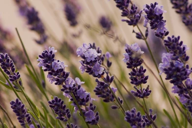 Flowers Pictures Free Download Download