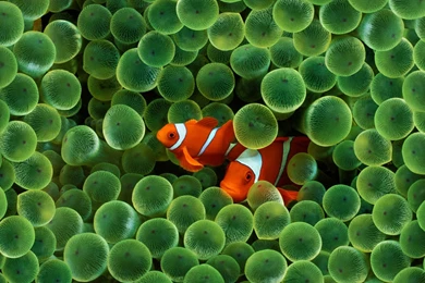 Love, Fish, Room, Chillout, Wallpapers (