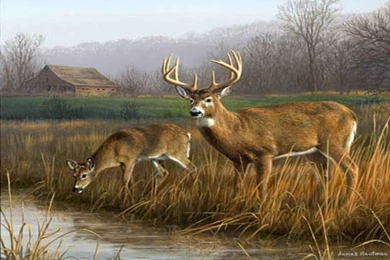 Deer Hunting Games Desktop Wallpapers Download Deer Hunting Games ...