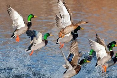 Gallery For   Ducks Hunting Backgrounds