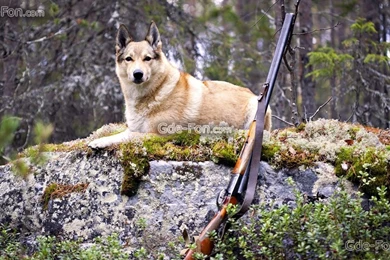 317527_sobaka_pes_les_oxota_ruzhe_1920x1080_www.Gde Fon.com.jpg