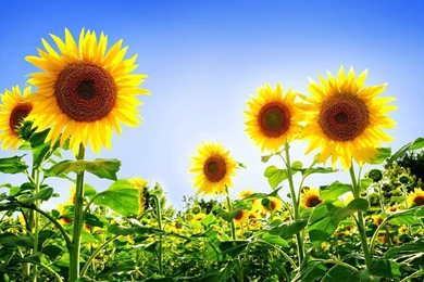 Gorgeous Sunflowers Wallpapers