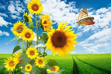 Download Field Sunflower Wallp Wallpapers
