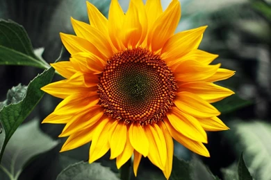 Sunflower HD Wallpapers